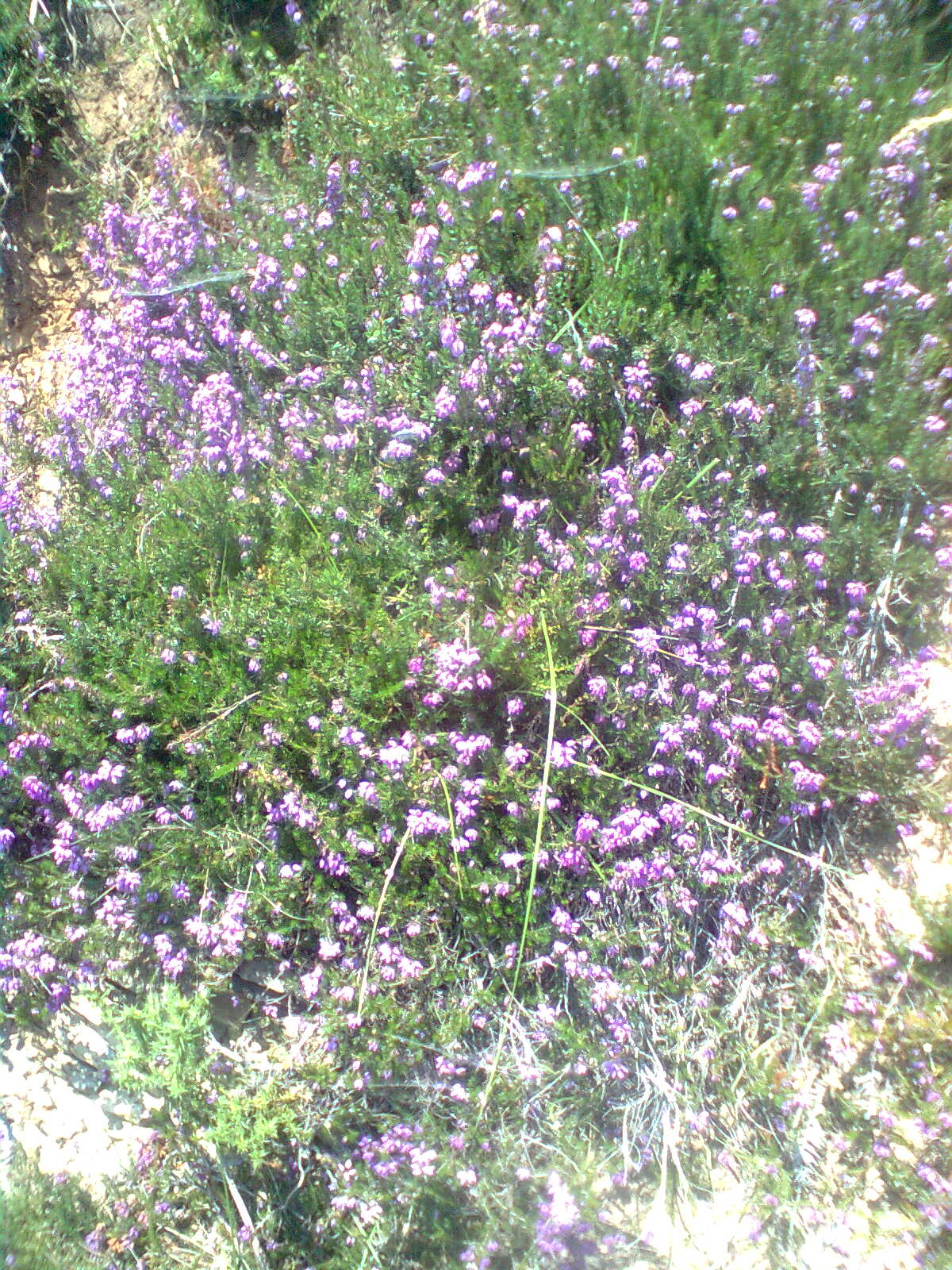 Imagen0699.jpg
