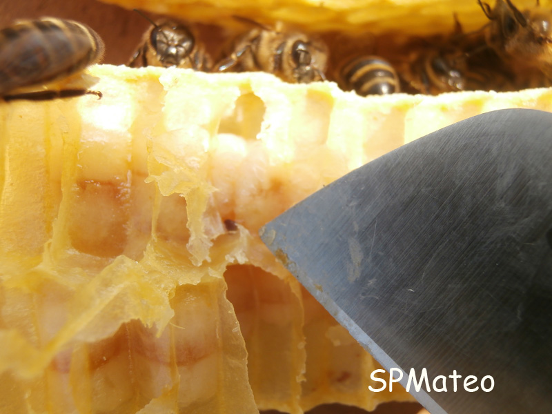 Varroa 1.jpg