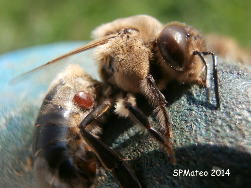 Varroa 2.jpg