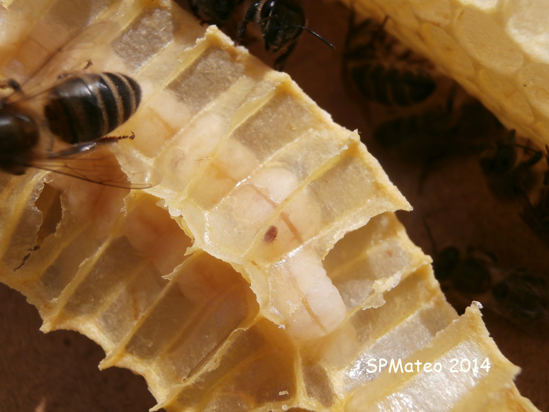 Varroa 3.jpg
