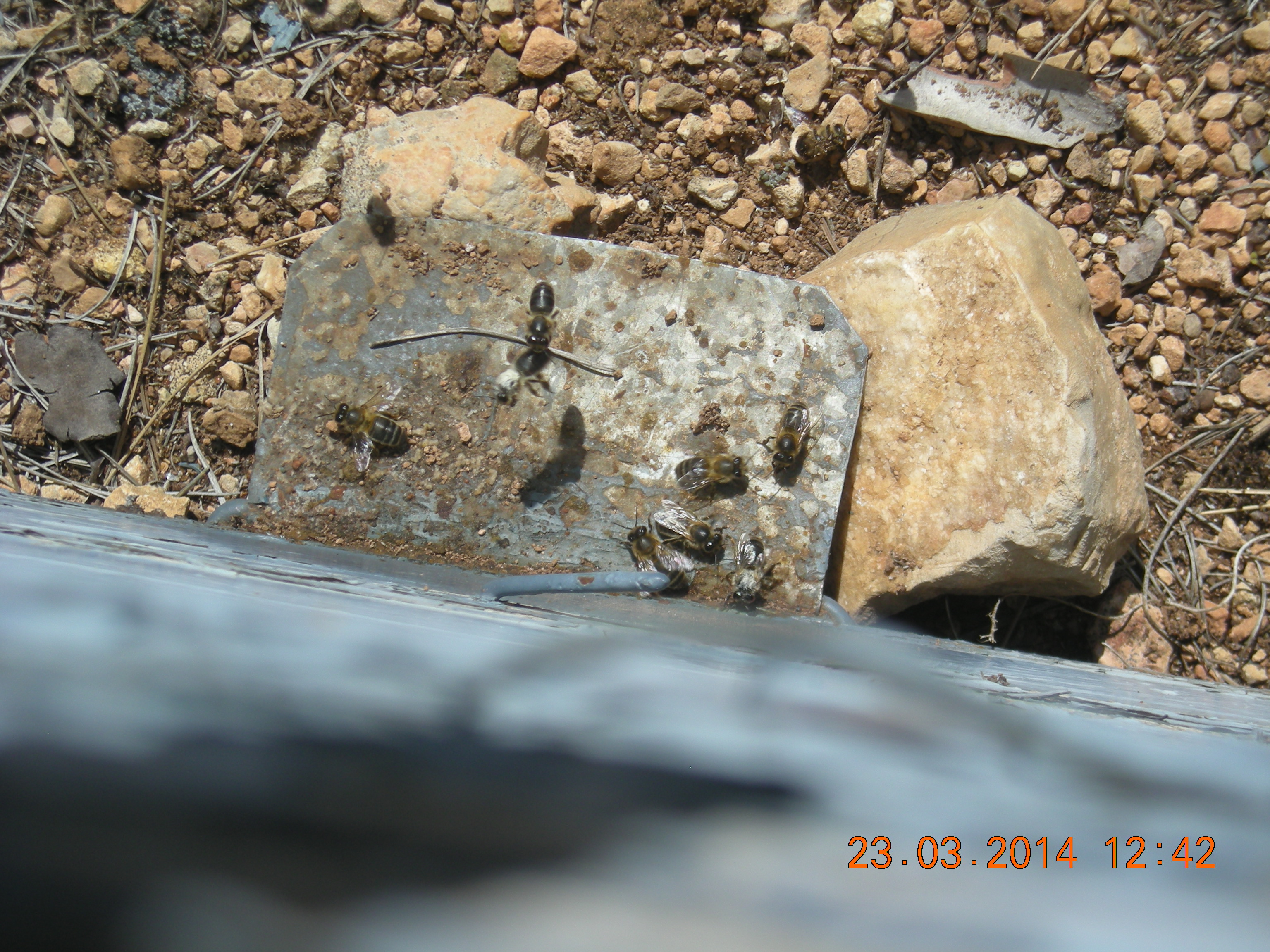 DSCN0727.JPG