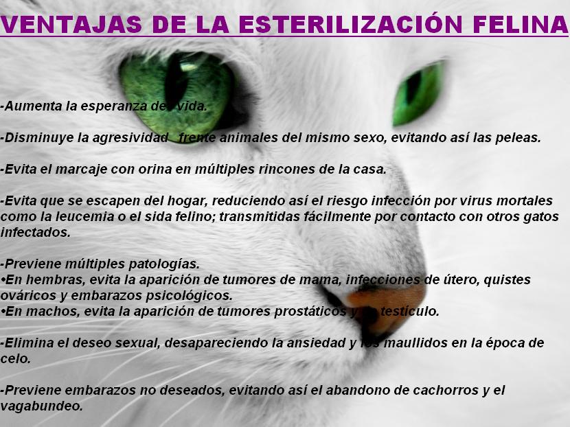VENTAJAS ESTERILIZACION FELINA.JPG