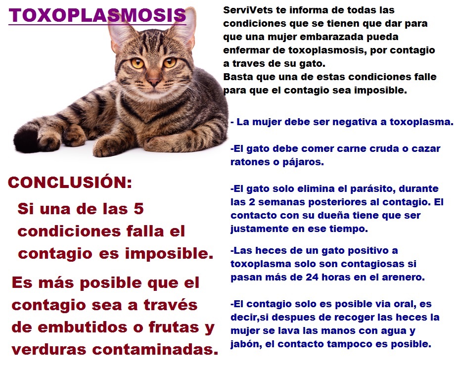 gato toxoplasmosis.jpg